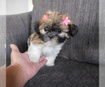 Small Photo #3 Shih Tzu Puppy For Sale in OSCEOLA, MO, USA