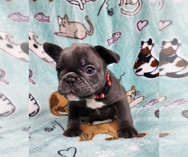 Medium Photo #16 French Bulldog Puppy For Sale in SALEM, OR, USA