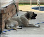 Small #2 Mastiff