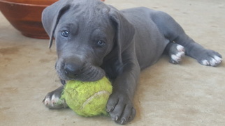 Great Dane Puppy for sale in DENTON, TX, USA
