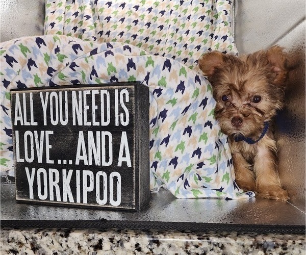 Medium Photo #2 YorkiePoo Puppy For Sale in BLUE MOUND, TX, USA