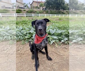 Labrador Retriever-Unknown Mix Dogs for adoption in San Diego, CA, USA