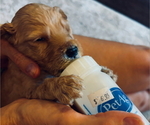 Puppy 6 Goldendoodle