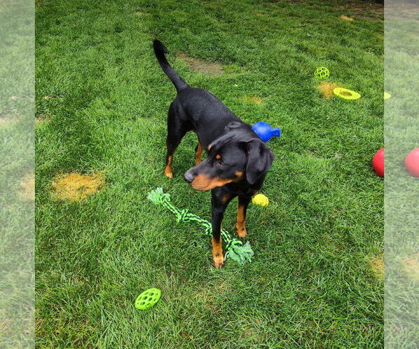Medium Photo #9 Doberman Pinscher-Unknown Mix Puppy For Sale in Minneaoplis, MN, USA