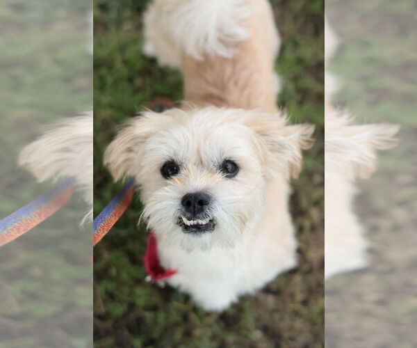Medium Photo #16 Mutt Puppy For Sale in Philadelphia, PA, USA