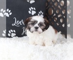 Small #2 Shih Tzu