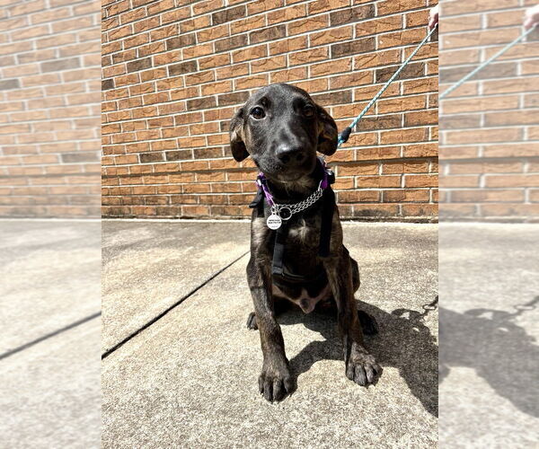 Medium Photo #3 Mutt Puppy For Sale in Candler, NC, USA