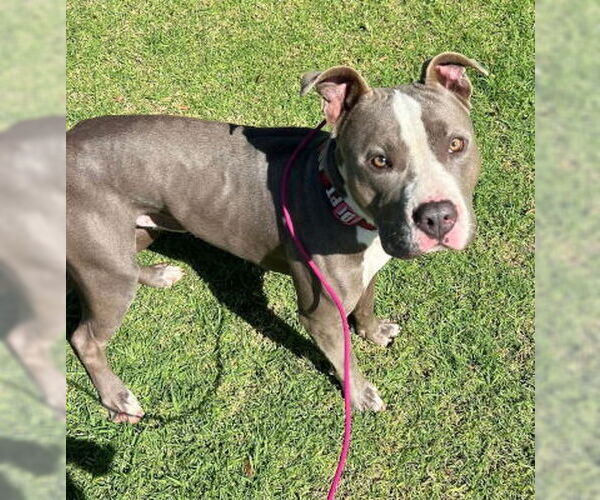 Medium Photo #1 Mutt Puppy For Sale in Ventura, CA, USA