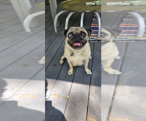 Mother of the Pug puppies born on 05/23/2025