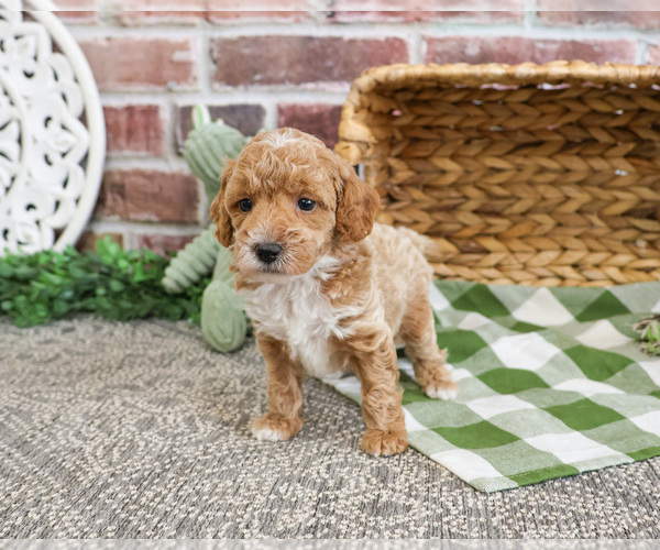 Medium Photo #9 Poodle (Miniature) Puppy For Sale in SYRACUSE, IN, USA