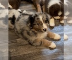 Small #1 Miniature American Shepherd