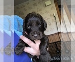 Small #22 Labradoodle