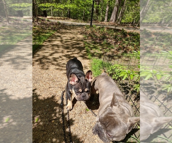 Medium Photo #1 French Bulldog Puppy For Sale in MIDLOTHIAN, VA, USA