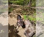 Small Photo #1 French Bulldog Puppy For Sale in MIDLOTHIAN, VA, USA