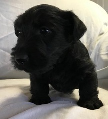 Scottish Terrier Puppy for sale in SILVER SPRINGS, NV, USA