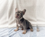 Puppy 3 French Bulldog