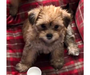 Shorkie Tzu Puppy for sale in LINCOLN, CA, USA