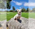 Small #1 Chihuahua Mix
