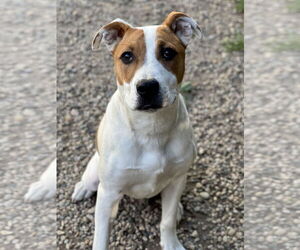 Mutt Dogs for adoption in Manchester, MO, USA