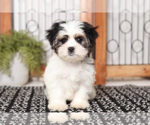 Mal-Shi Puppy for sale in NAPLES, FL, USA
