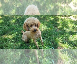 Mother of the Goldendoodle (Miniature) puppies born on 09/04/2023