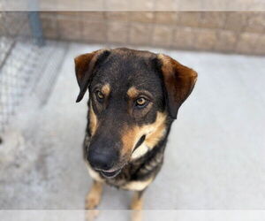 Anatolian Shepherd Dogs for adoption in Tulsa, OK, USA