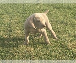 Small #5 Weimaraner