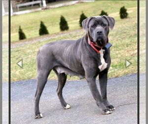 Mother of the Cane Corso puppies born on 12/23/2023