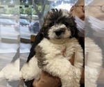 Small Photo #1 Bichpoo Puppy For Sale in ROSEMEAD, CA, USA