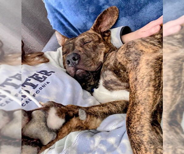 Medium Photo #16 Mountain Cur-Unknown Mix Puppy For Sale in Rockaway, NJ, USA