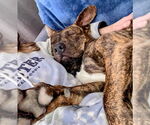 Small #15 Mountain Cur Mix