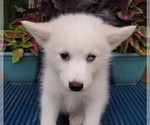 Small Photo #10 Pomsky Puppy For Sale in NILES, OH, USA