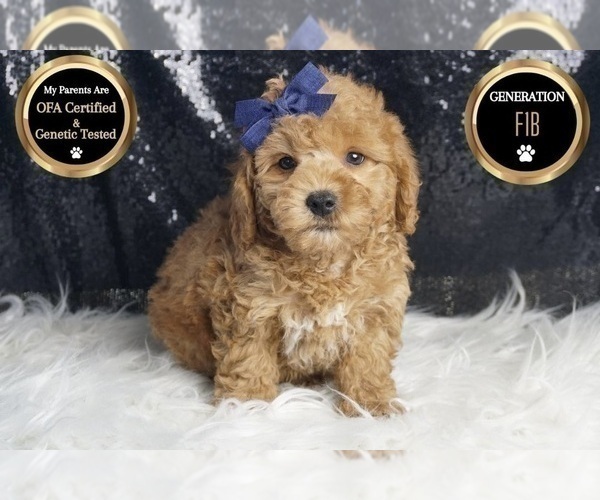 Medium Photo #6 Goldendoodle (Miniature) Puppy For Sale in WARSAW, IN, USA
