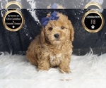 Small #5 Goldendoodle (Miniature)