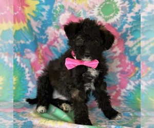 Border Collie-Poodle (Miniature) Mix Puppy for sale in LANCASTER, PA, USA