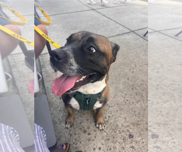 Medium Photo #48 Boxer-Unknown Mix Puppy For Sale in Holly Springs, NC, USA