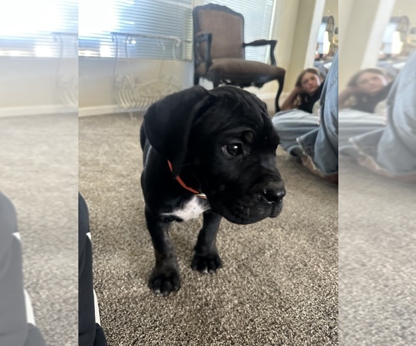 Medium Photo #1 Cane Corso Puppy For Sale in ROSAMOND, CA, USA