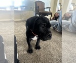 Small Cane Corso