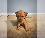Small Photo #1 Patterdale Terrier Puppy For Sale in KEENE, NH, USA