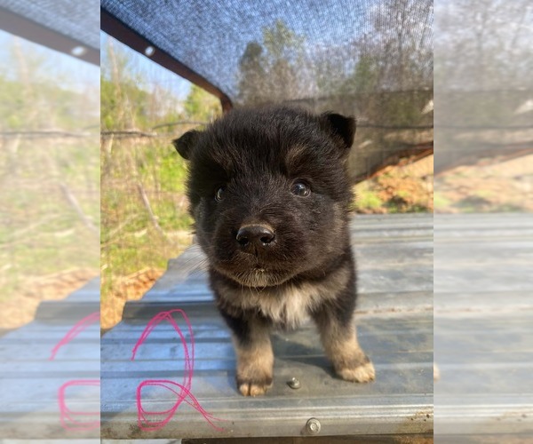 Medium Photo #2 Gerberian Shepsky Puppy For Sale in HAYDEN, AL, USA