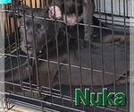 Small #5 Huskies -Labrador Retriever Mix
