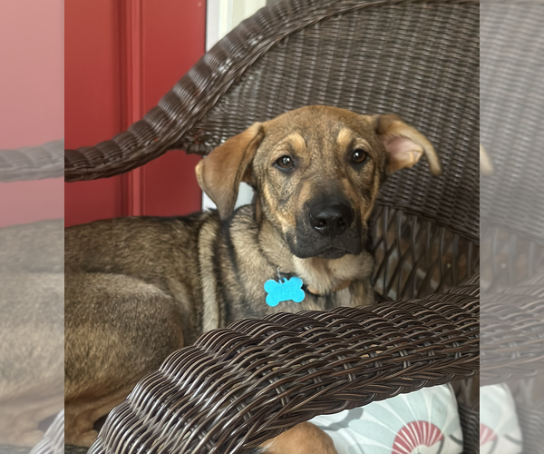 Medium Photo #1 German Shepherd Dog-Unknown Mix Puppy For Sale in Plainfield, IL, USA