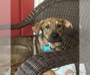 German Shepherd Dog-Unknown Mix Dogs for adoption in Plainfield, IL, USA