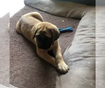 Small Photo #1 Mastiff Puppy For Sale in STUARTS DRAFT, VA, USA