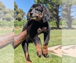 Small Photo #9 Bernedoodle (Miniature) Puppy For Sale in SACRAMENTO, CA, USA