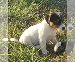 Puppy Washy Jack Russell Terrier