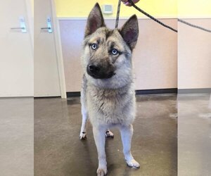 German Shepherd Dog-Huskies  Mix Dogs for adoption in Rockwall, TX, USA