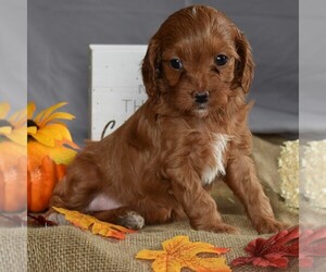 Cavapoo Puppy for sale in SUNBURY, PA, USA