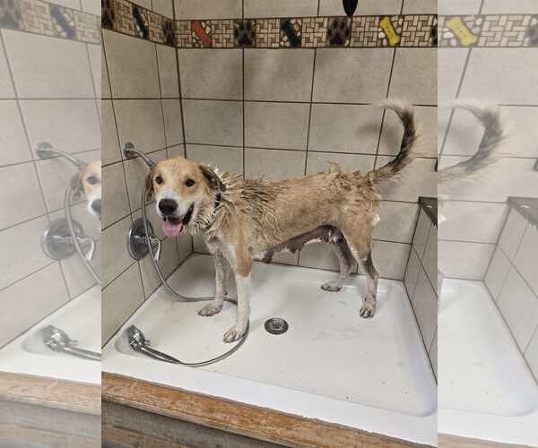 Medium Photo #4 Collie-Great Pyrenees Mix Puppy For Sale in Castle Rock, CO, USA