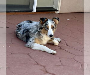 Australian Shepherd Dogs for adoption in Paso Robles, CA, USA